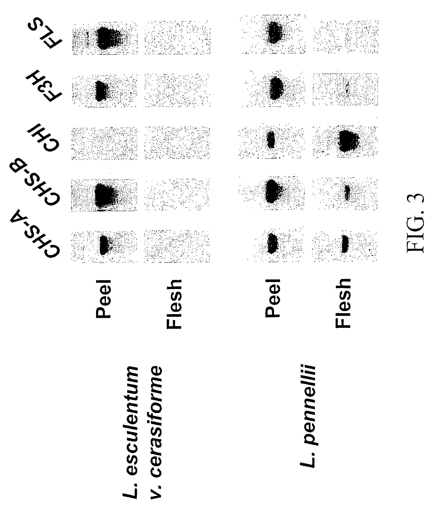 Flavonol expressing domesticated tomato and method of production