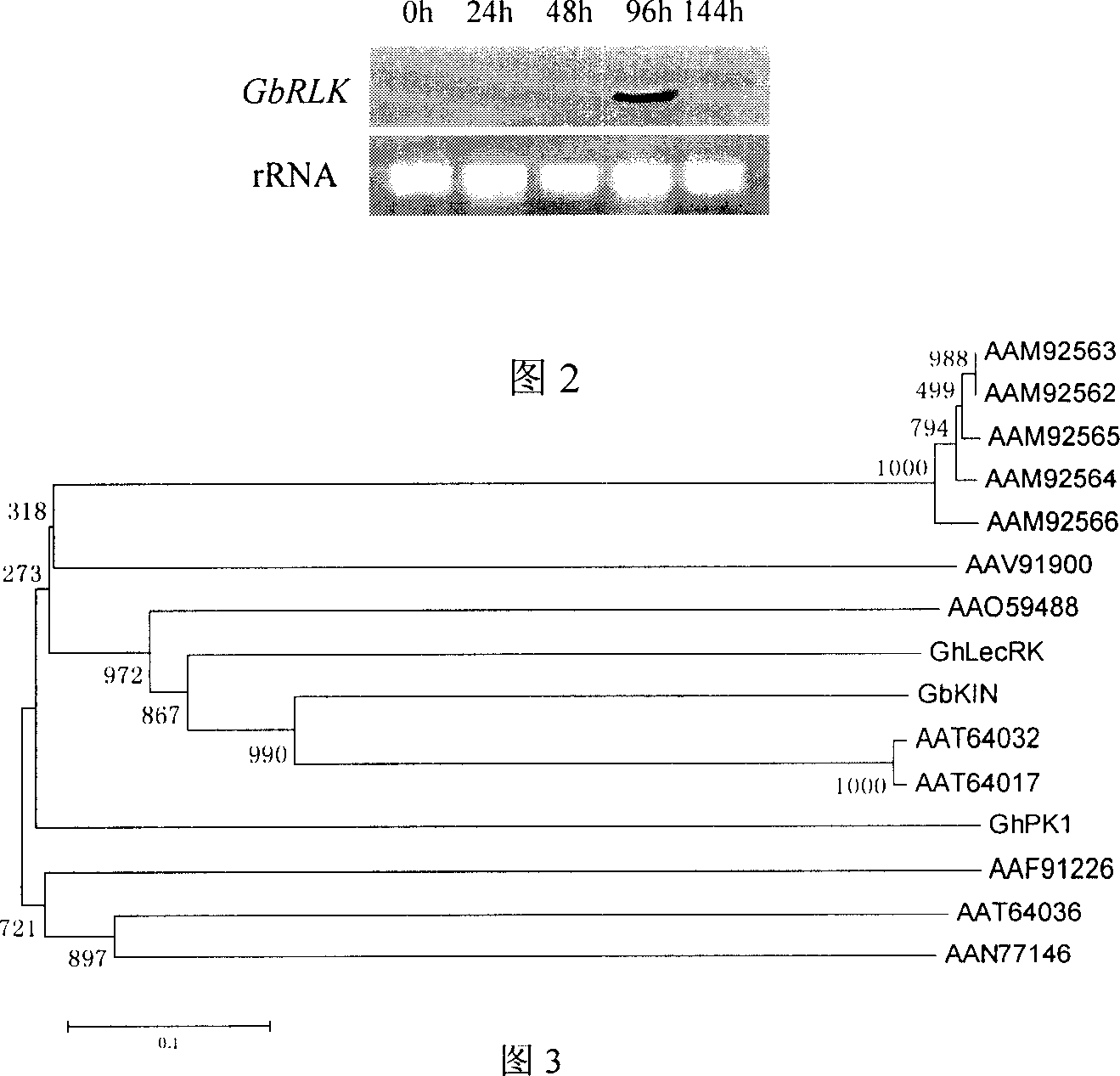 Sea island cotton receptor analogous protein kinase gene and its application