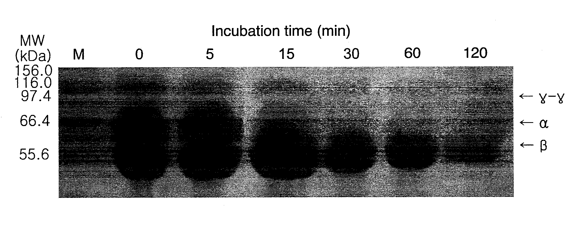 Fibrionolytic metalloprotease and composition comprising the same