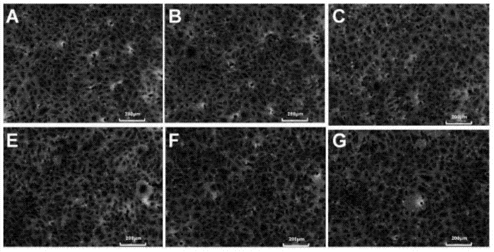 Application of angiopoietin-like protein 4 in protecting barrier function of endothelia