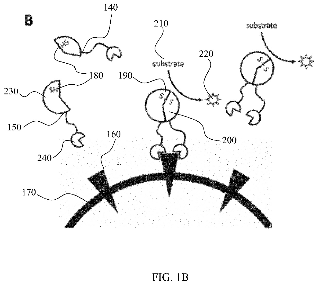 Method for detection of viral infections using split enzymes