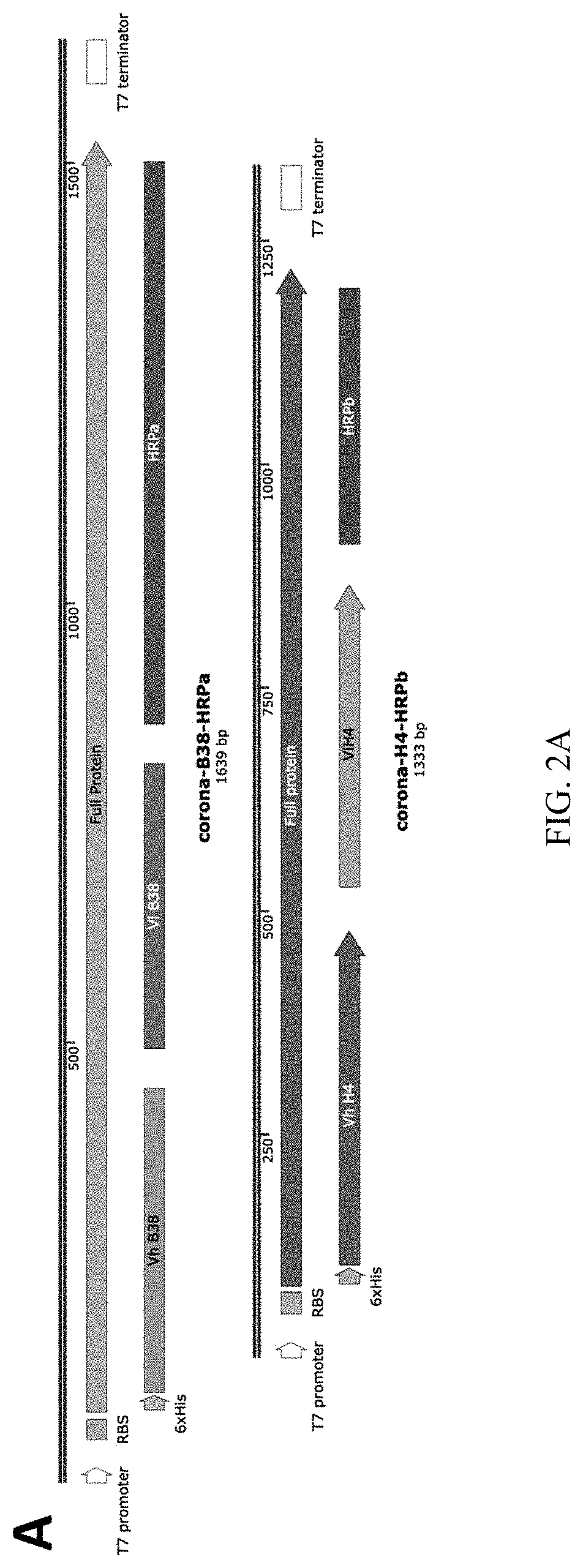 Method for detection of viral infections using split enzymes