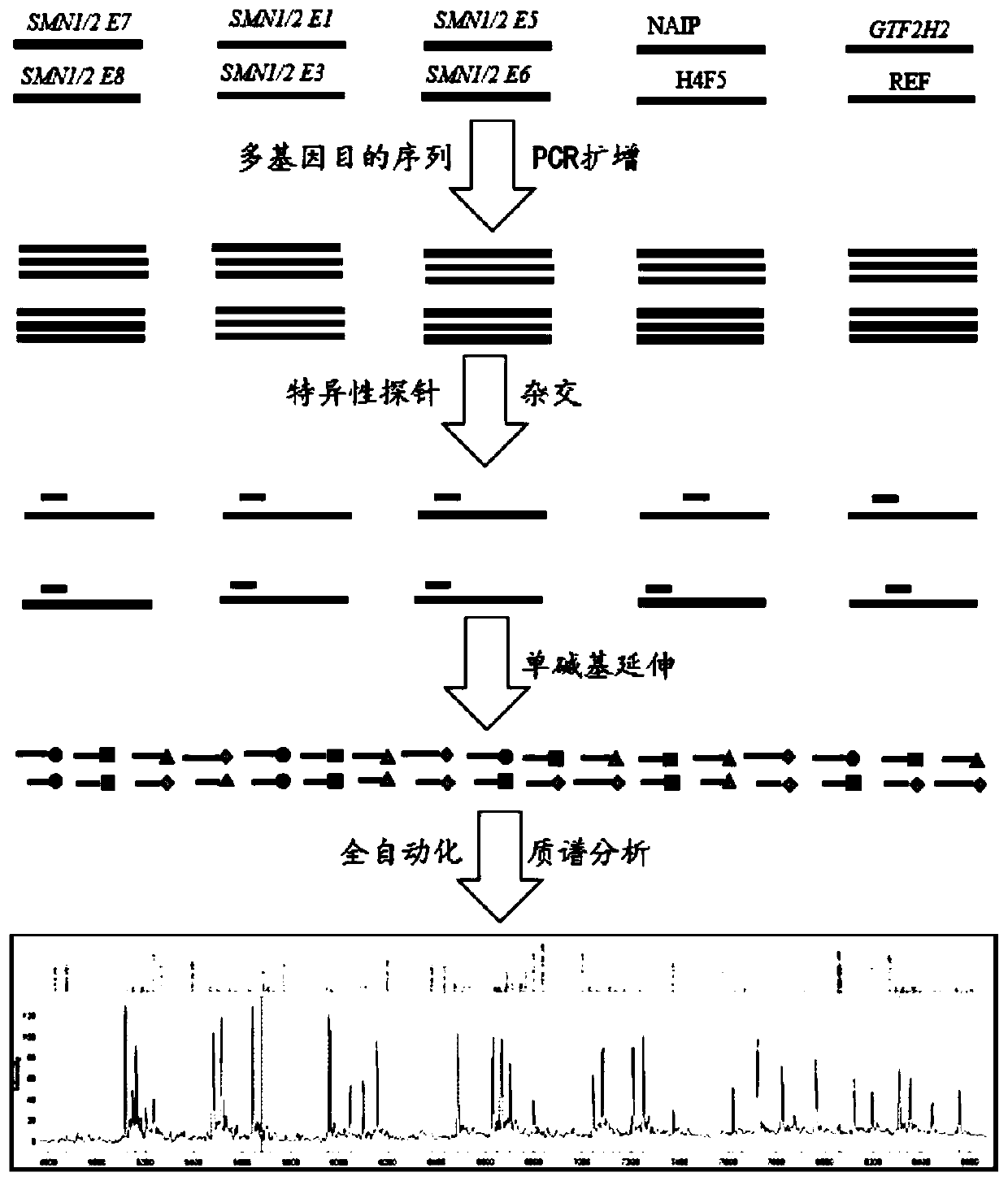Time-of-flight mass spectrometry nucleic acid analysis method for detecting human spinal muscular atrophy gene mutation