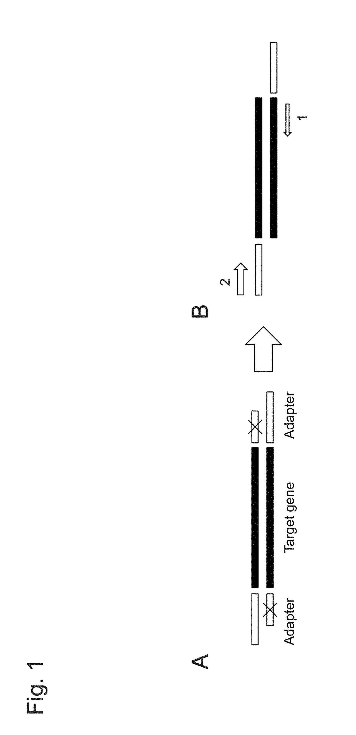 Gene-specific unbiased amplification method