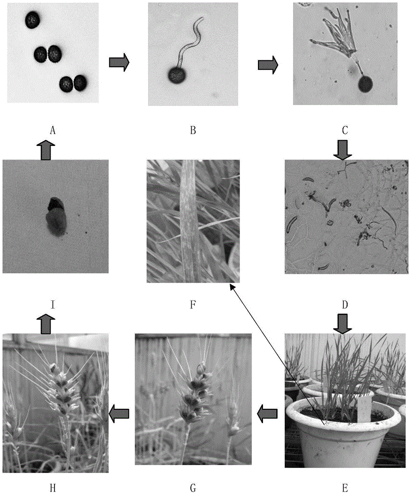 The method for obtaining the diseased plants of T. dwarfis by indoor cultivation