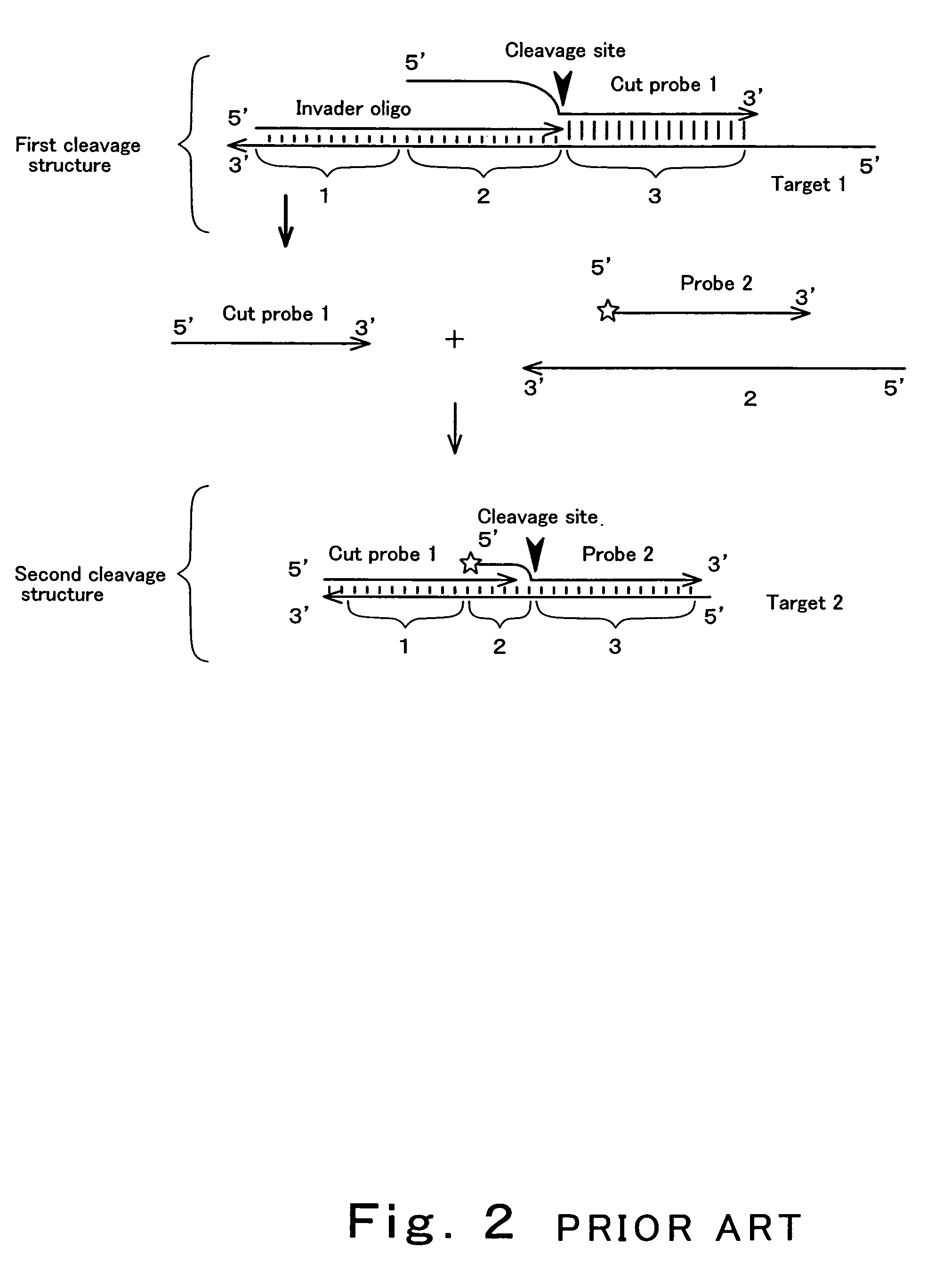 Method of detecting inorganic phosphoric acid, pyrophosphate and nucleic acid, and method of typing SNP sequence of DNA