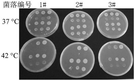 Method for constructing high temperature stress-resistant recombinant Mycobacterium smegmatis