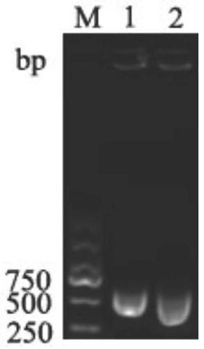 Ester synthetase LIP05-50 of monascus purpureus, encoding gene and application thereof