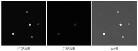 Method for preparing magnetic polymer microspheres and application thereof