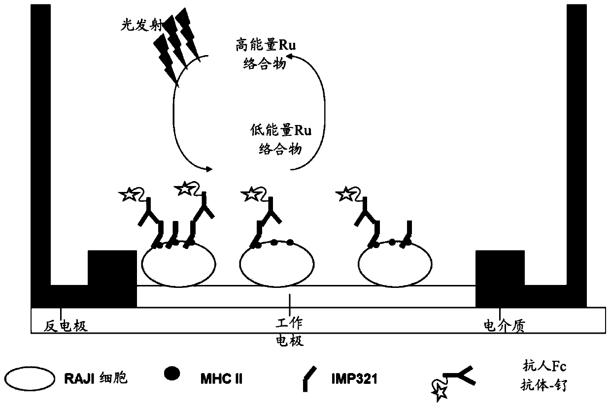 Binding assay