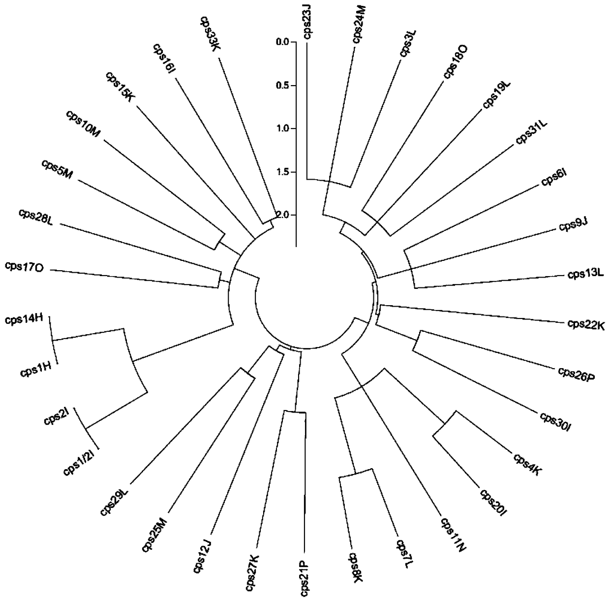 Primer combinations and detection kits for identifying 33 serotypes of Streptococcus suis