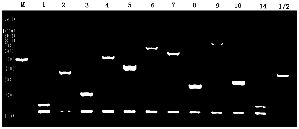 Primer combinations and detection kits for identifying 33 serotypes of Streptococcus suis