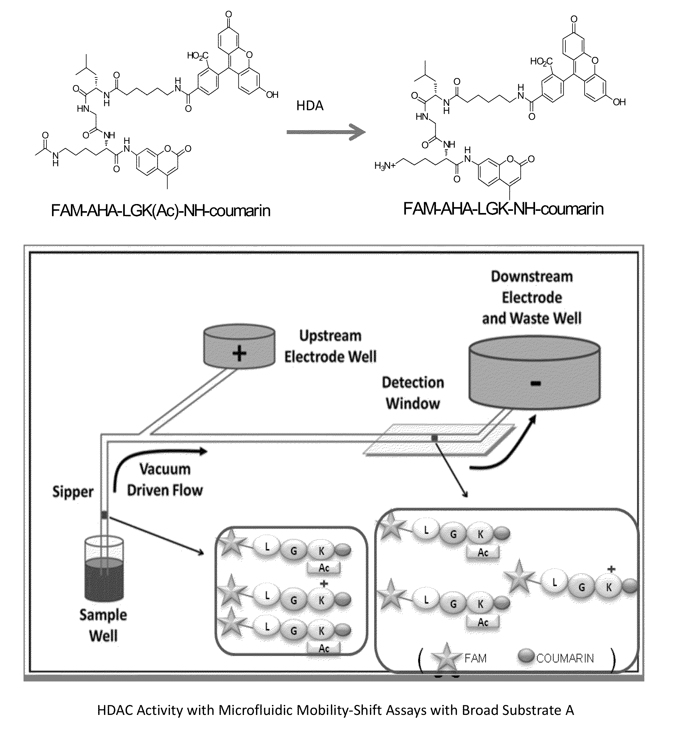 Fluorescent substrates for determining lysine modifying enzyme activity