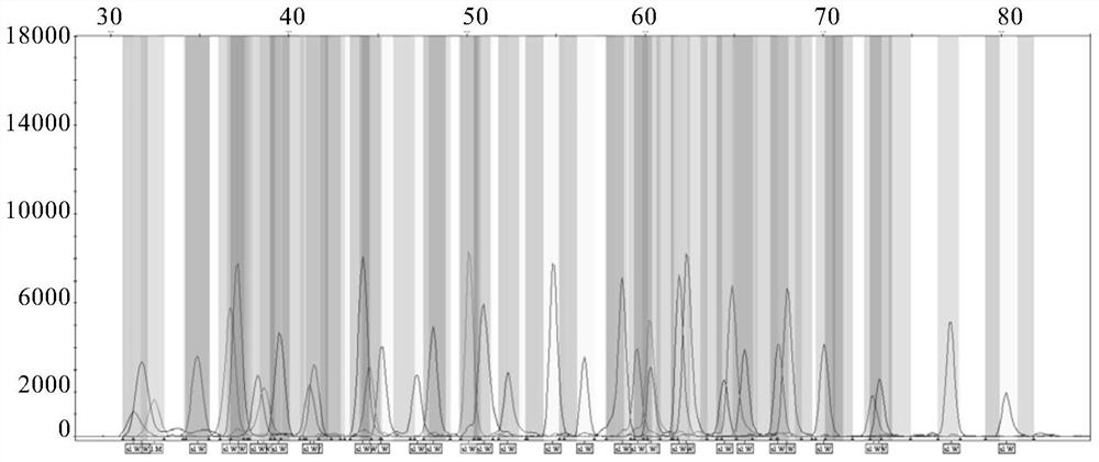 Gene mutation detection kit and application thereof