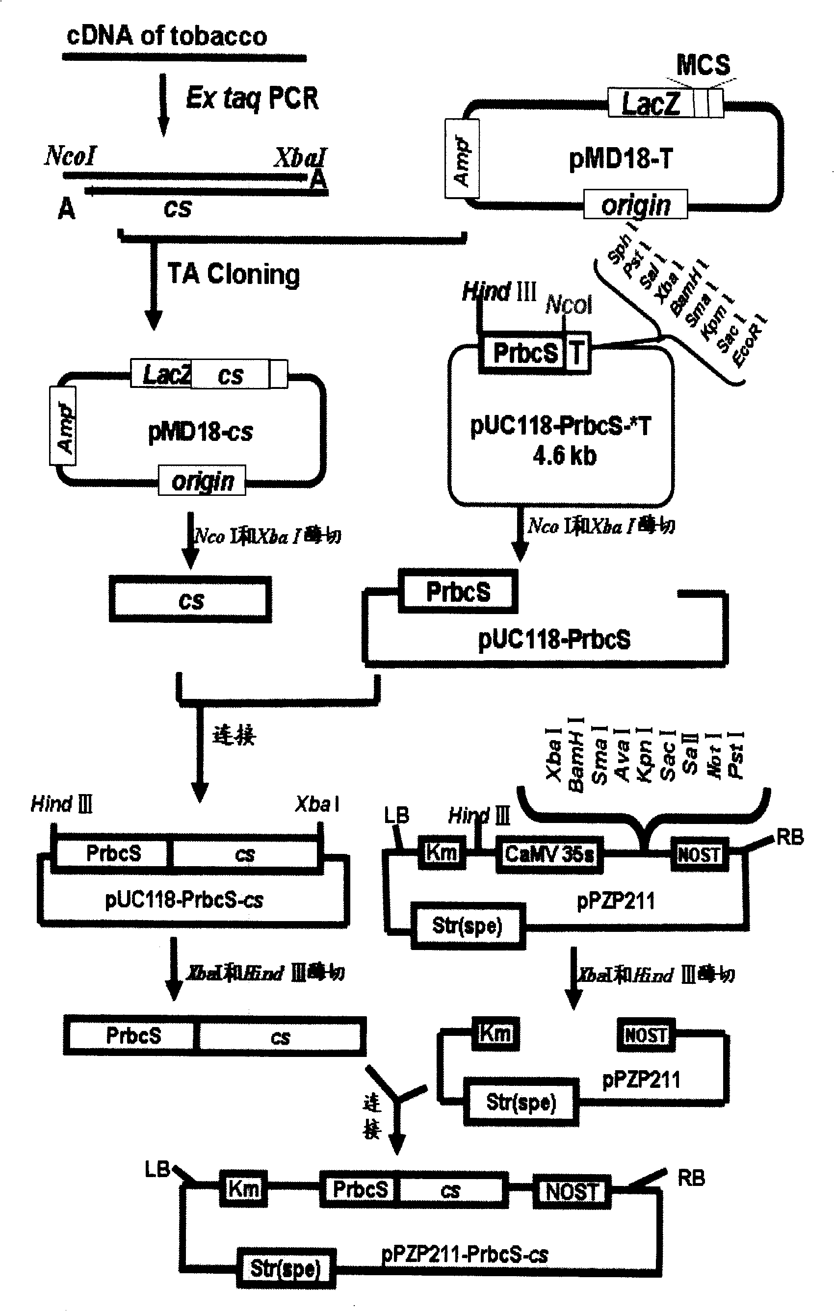 Plant expression vector of citric acid synthesis gene and application thereof