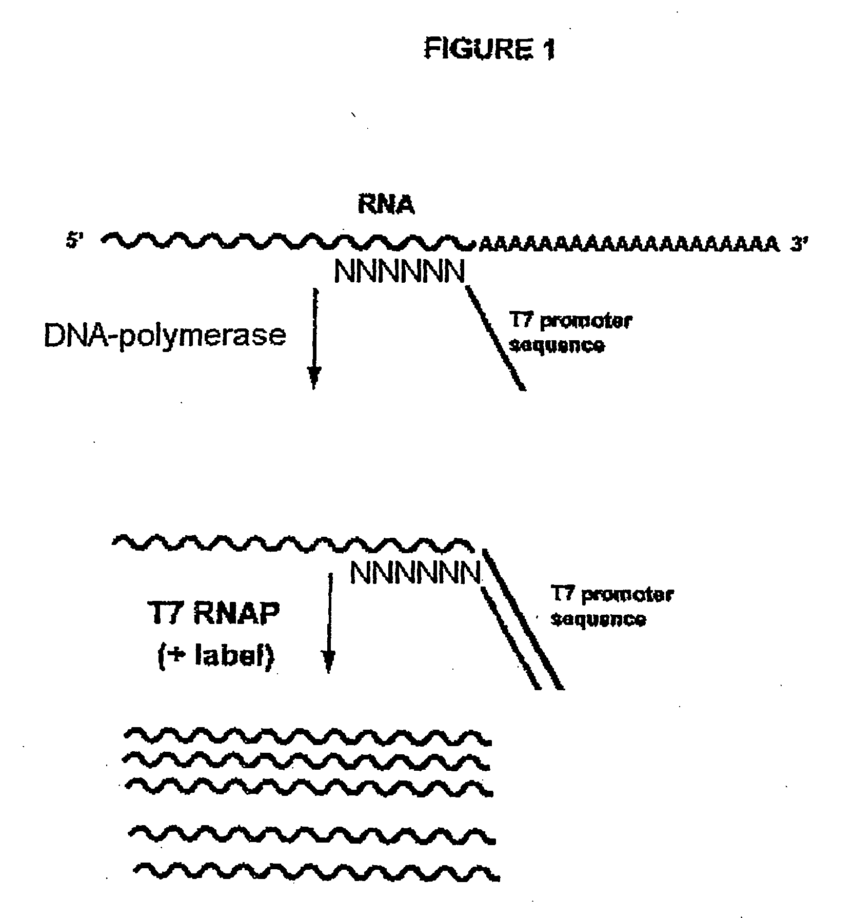 Methods for generating rna copies