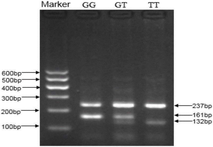 Method for detecting MEG3 gene SNP related to cattle growth traits and application thereof