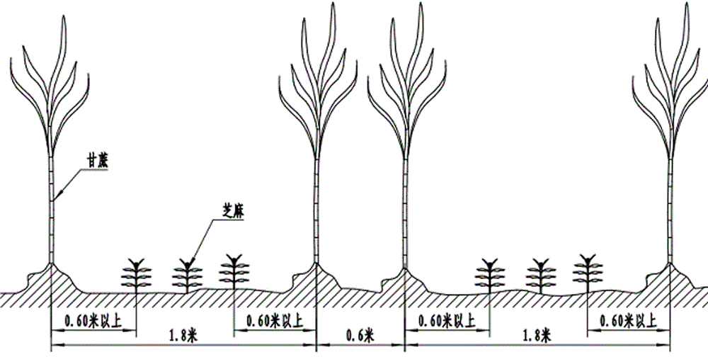 Wide-narrow-row sesame interplanting method for single-row single-bud saccharum officinarum stalk planting