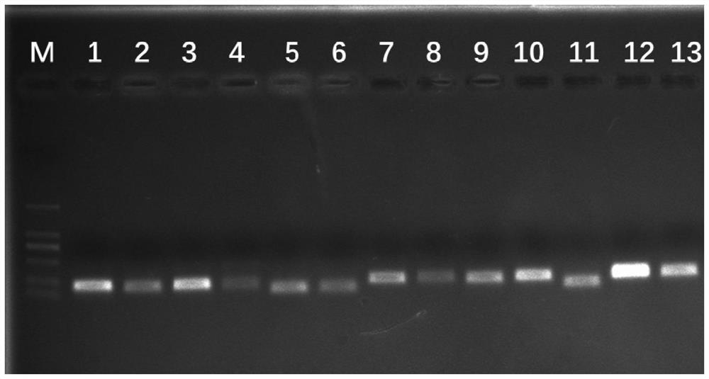 The internal reference gene of coral dish and its screening method and application
