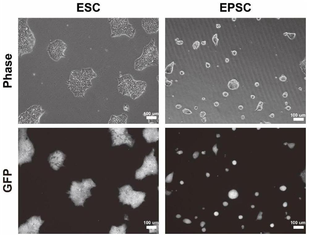 A special medium for transforming human pluripotent stem cells into expanded pluripotent stem cells and its application