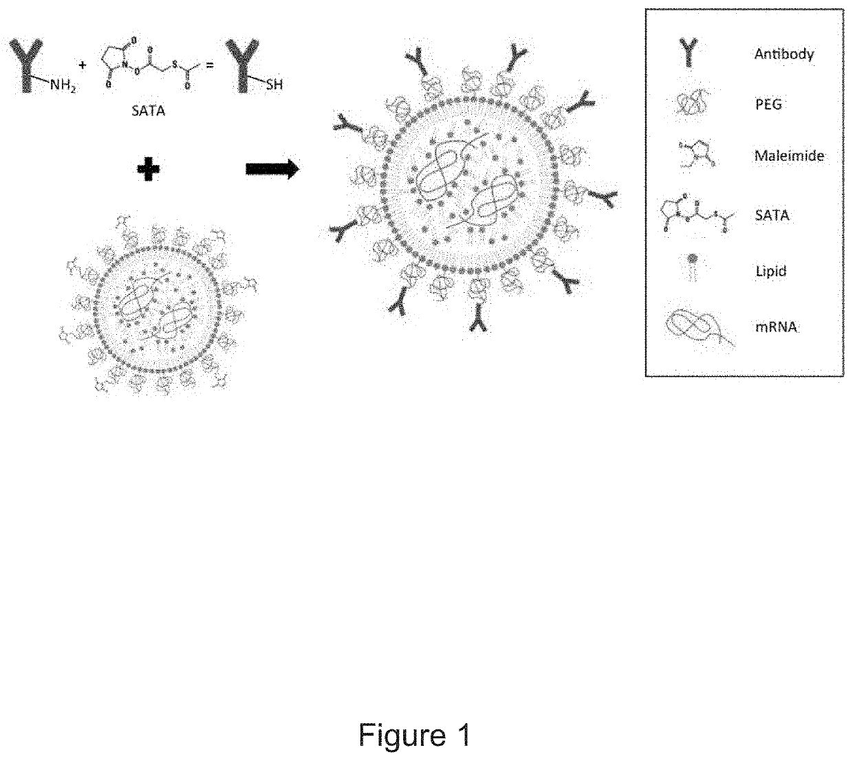 Therapeutic Targeting of Lipid Nanoparticles