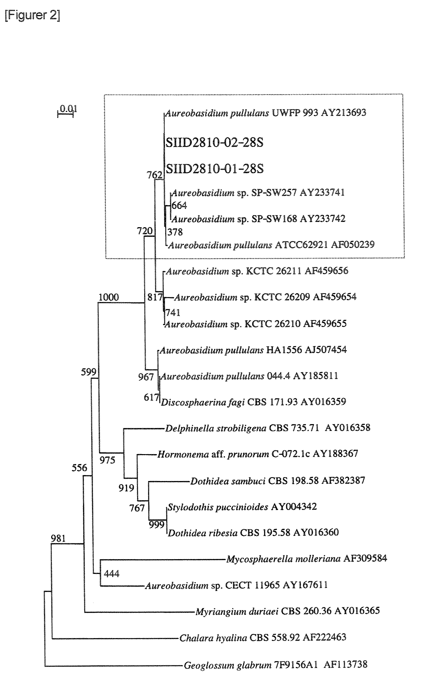 Composition Containing Beta-Glucan, Method of Producing the Same and Foods, Drinks or Skin Moisturizers Containing the Composition