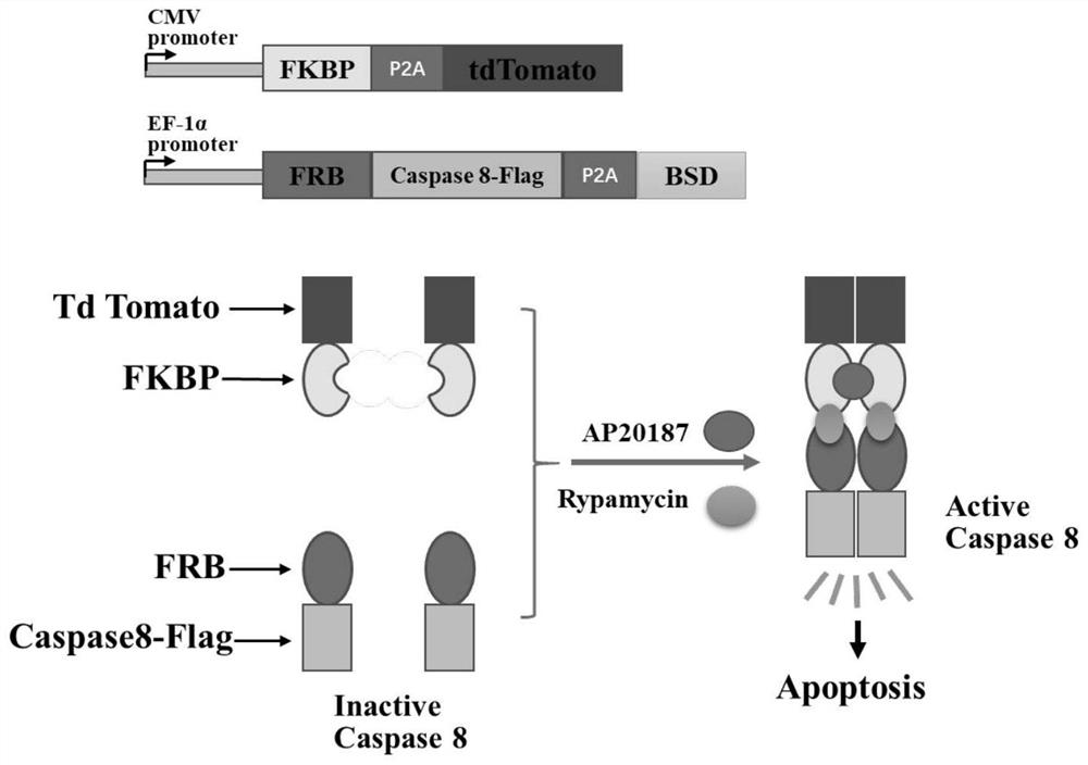 Vector system for inducing apoptosis