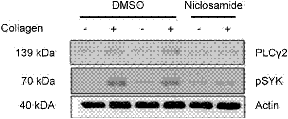 Niclosamide and applicaiton of niclosamide derivatives