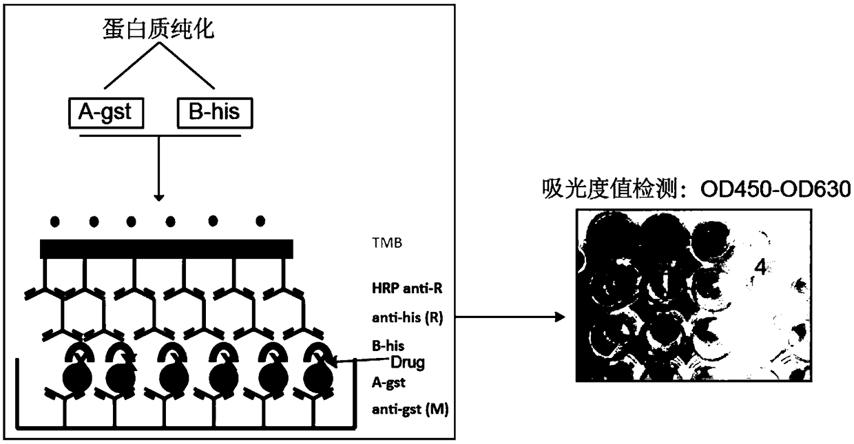 Application of avobenzone in preparing antitumor drugs