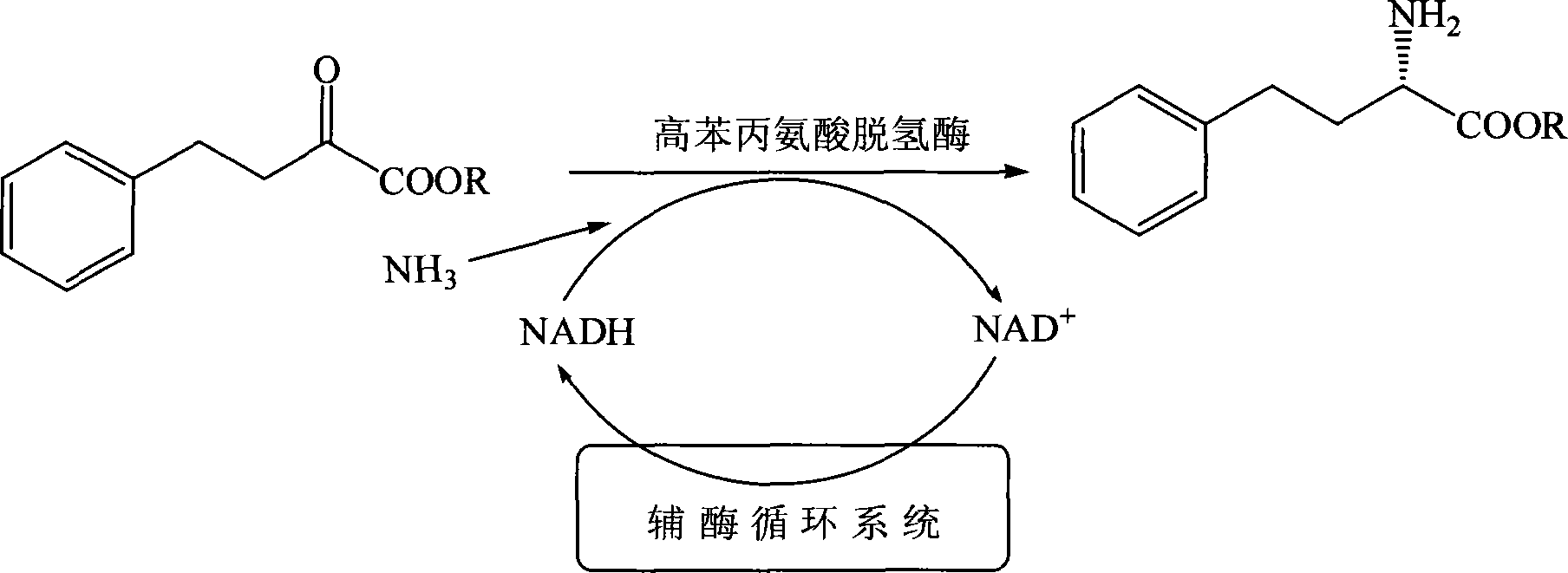 A method for preparing l-homophenylalanine