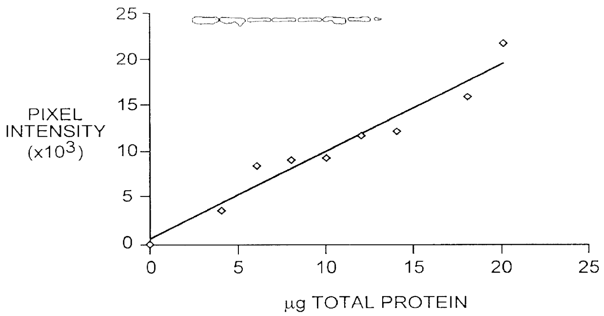 Measurement of a CNS protein in cerebrospinal or amniotic fluid