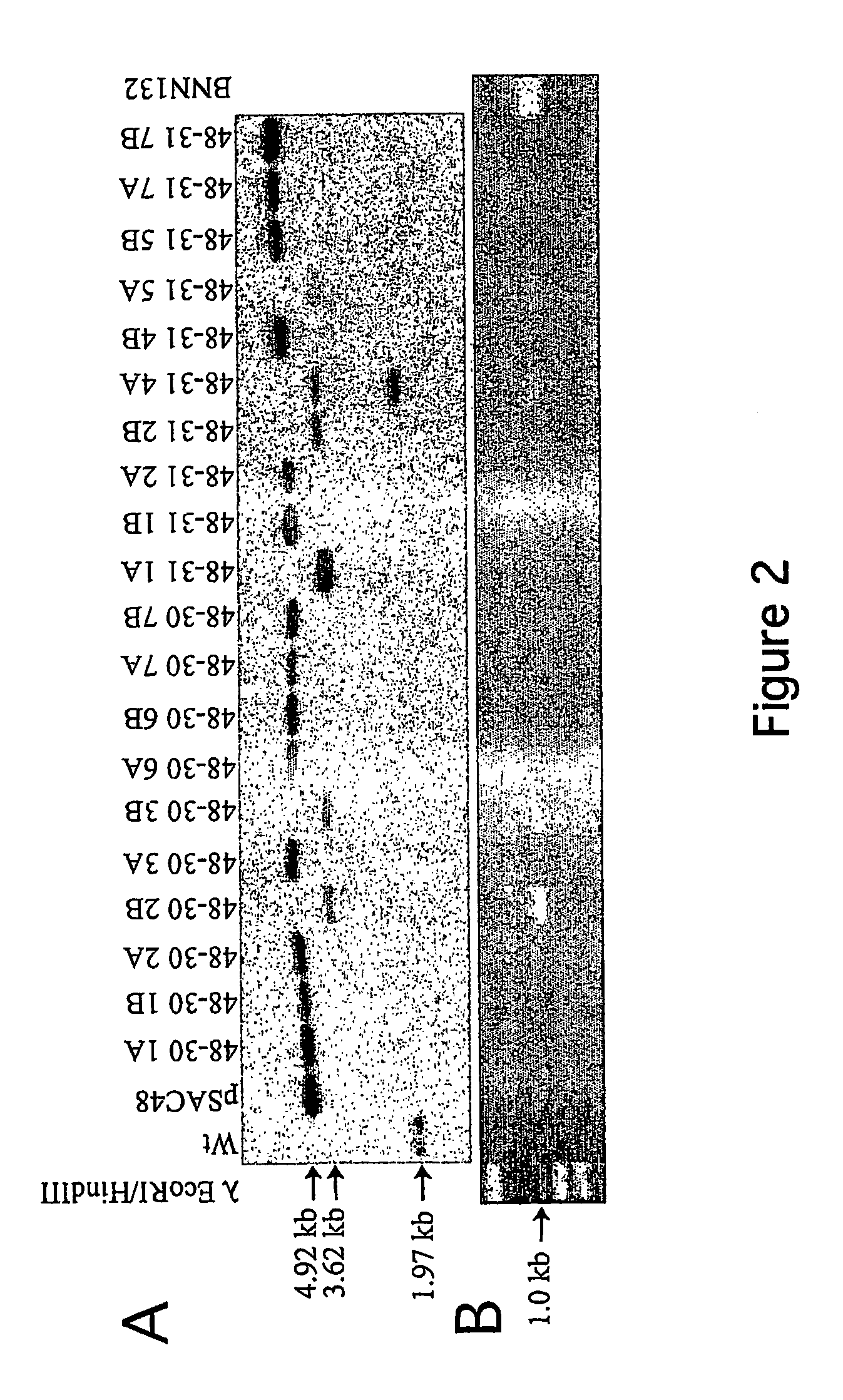 Removal of plastid sequences by transiently expressed site-specific recombinases