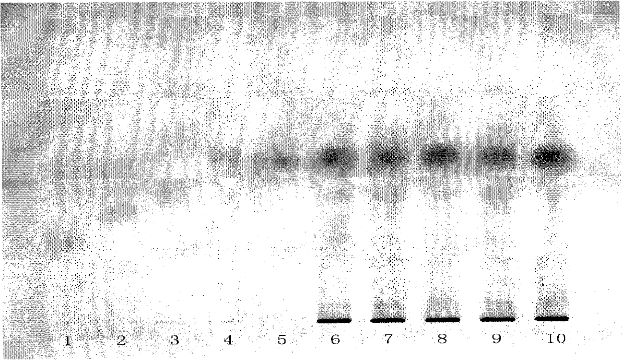 Method for detecting compound salvia miltiorrhiza tablet