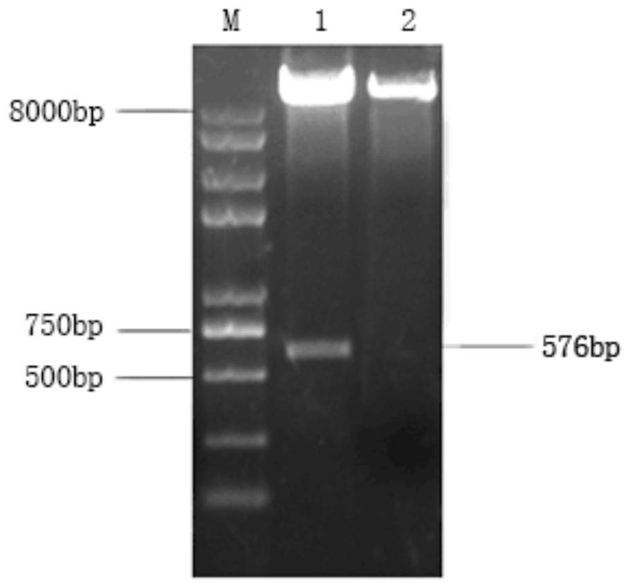 Duck alpha interferon and its mutant, preparation method and application