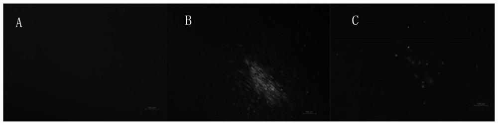 Duck alpha interferon and its mutant, preparation method and application