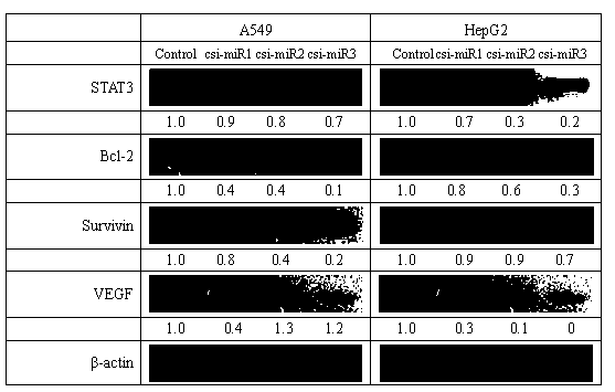 Three microRNAs (ribose nucleic acids) from tea tree and application thereof