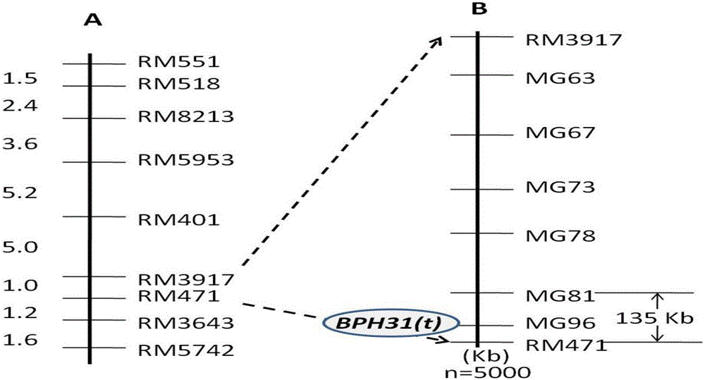 Molecular marker of rice brown-plant-hopper-resistant gene Bph31 (t) and application of molecular marker