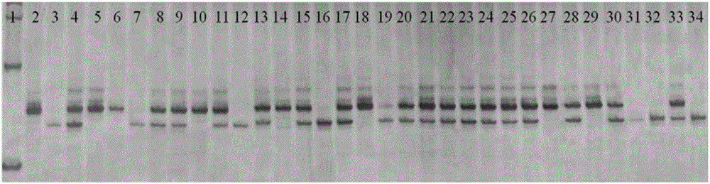 Molecular marker of rice brown-plant-hopper-resistant gene Bph31 (t) and application of molecular marker