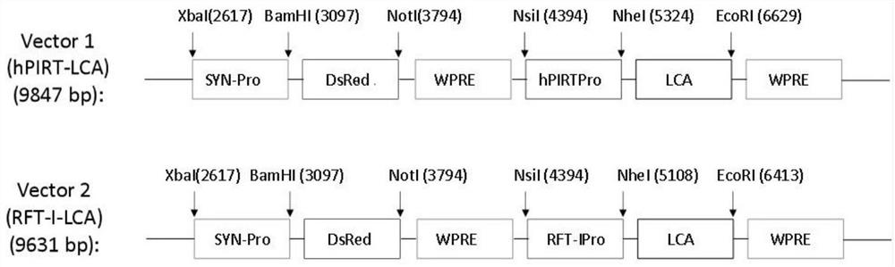 Expression unit, recombinant lentivirus expression vector, recombinant lentivirus and preparation method and application of recombinant lentivirus