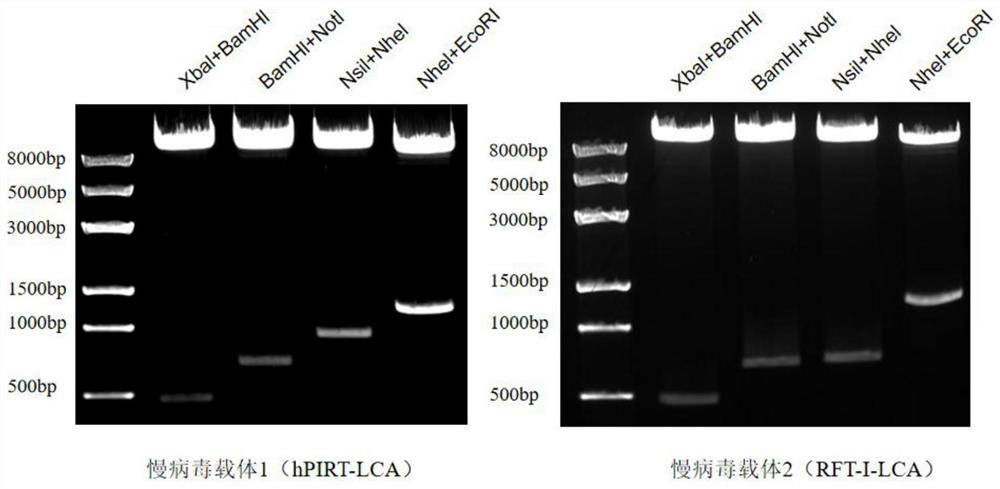 Expression unit, recombinant lentivirus expression vector, recombinant lentivirus and preparation method and application of recombinant lentivirus