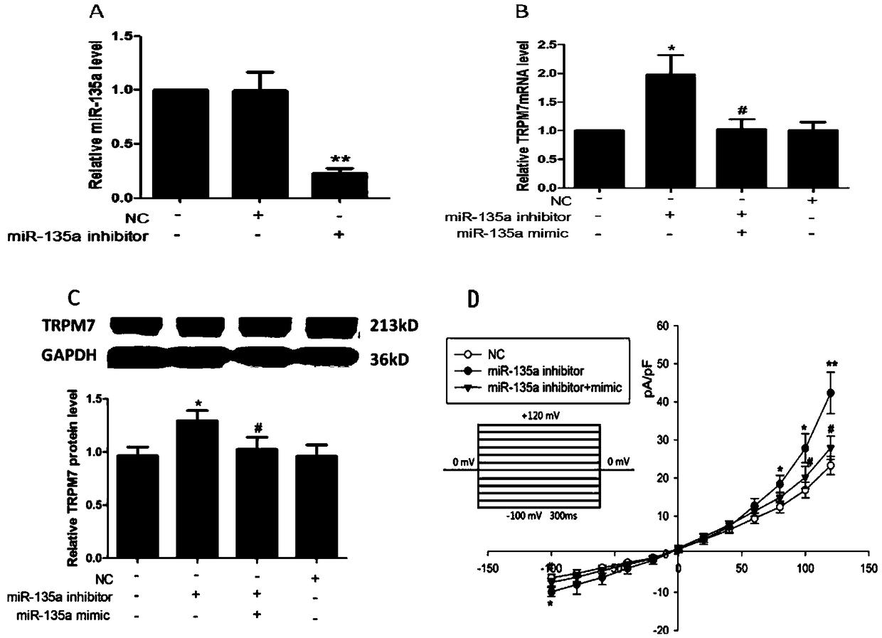 Application of miR-135a in preparation of drugs for treating myocardial fibrosis