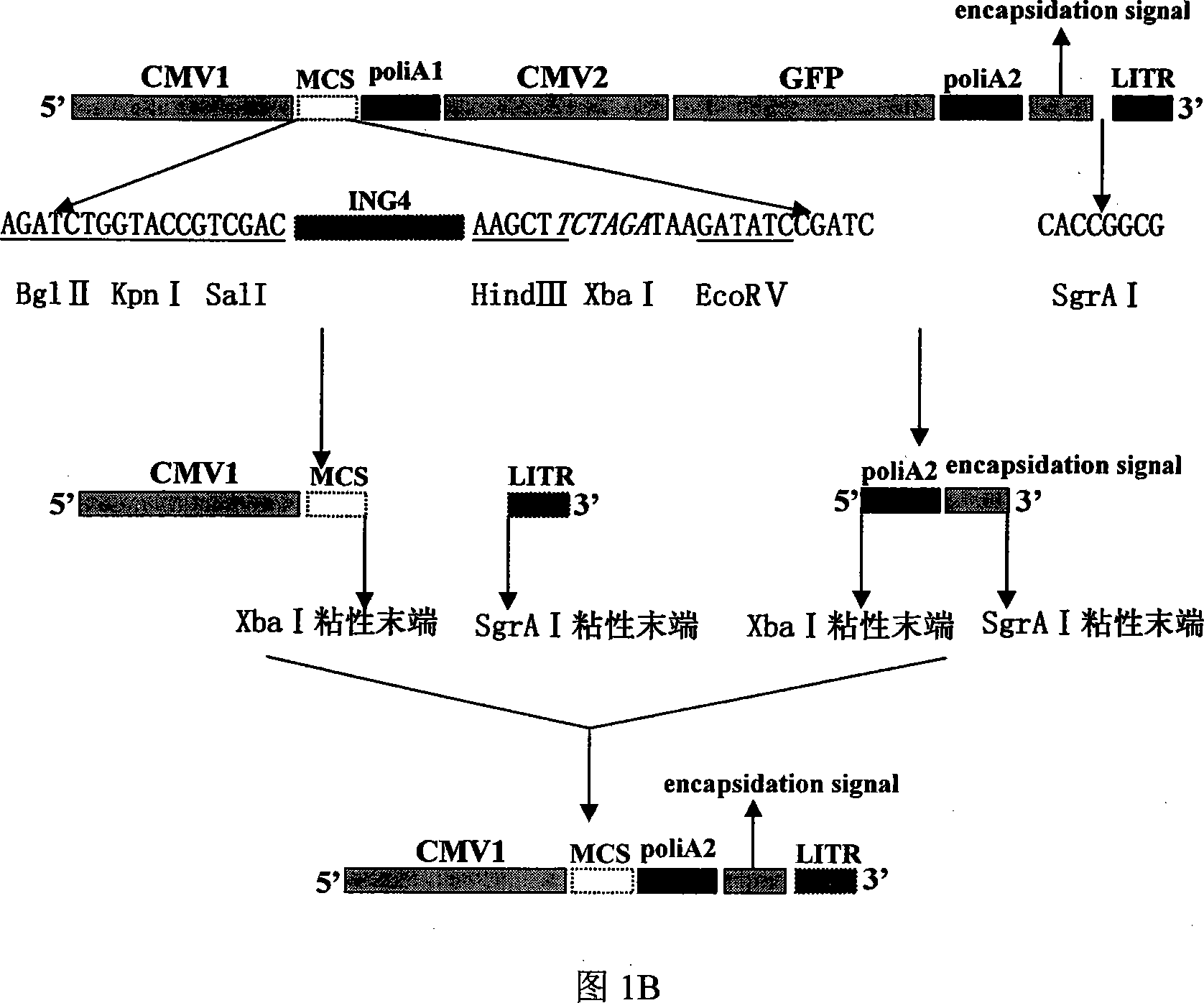 Humanization modified rat ING4 gene and adenovirus expression vectors thereof