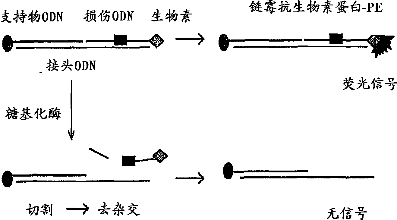 Cosmetic composition comprising ascorbic acid 2-glucoside and ergothioneine