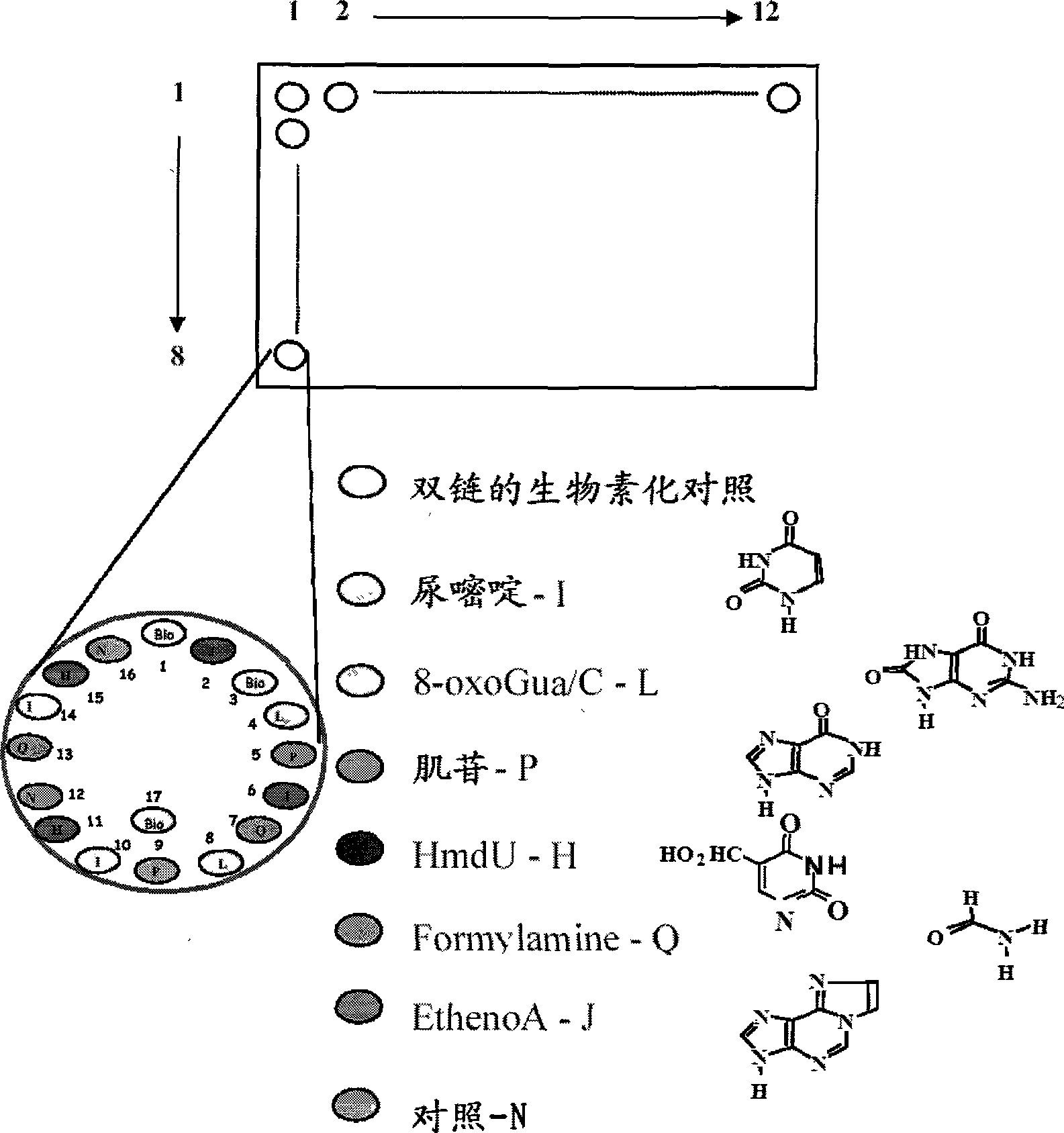 Cosmetic composition comprising ascorbic acid 2-glucoside and ergothioneine