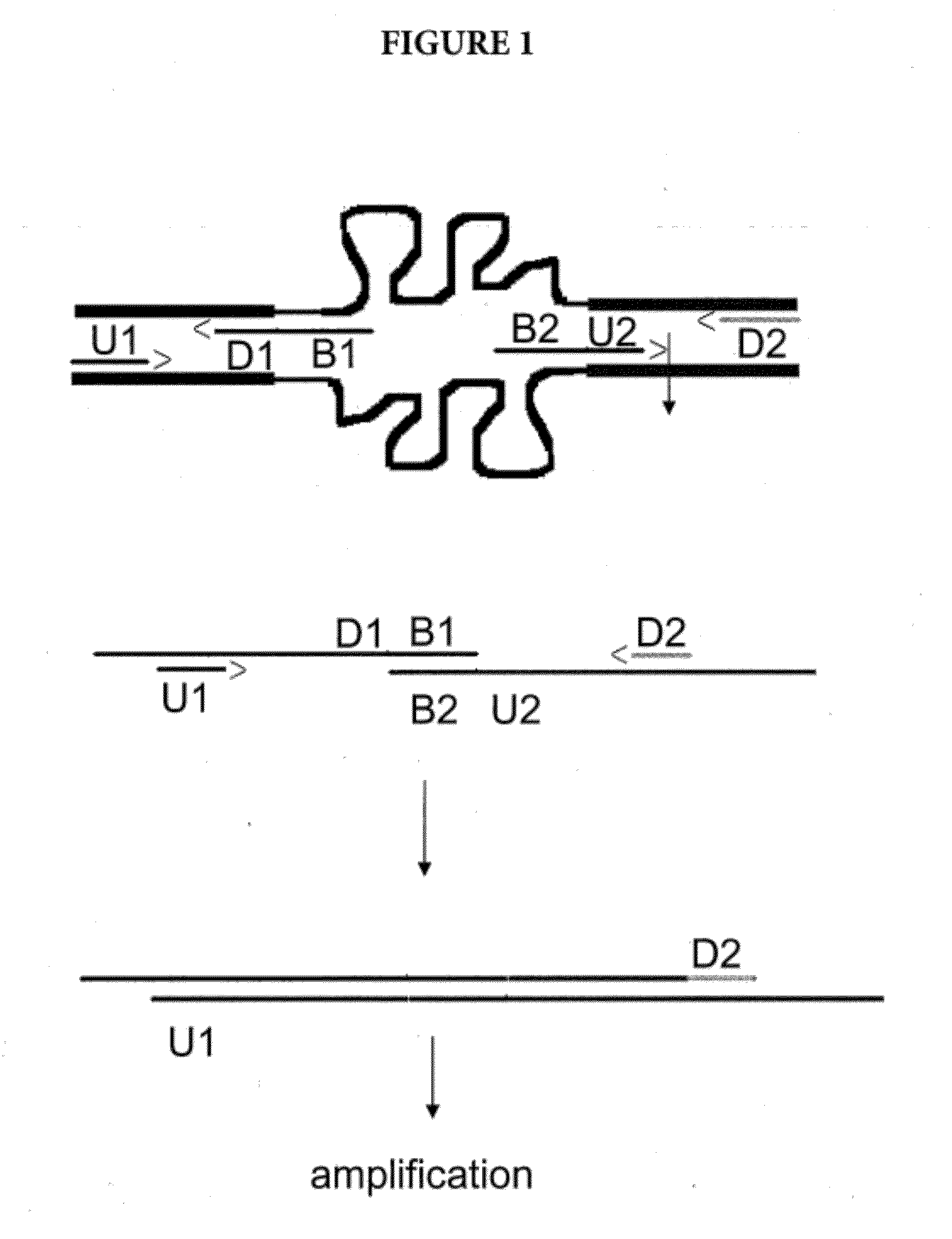 Amplification of Distant Nucleic Acid Targets Using Engineered Primers