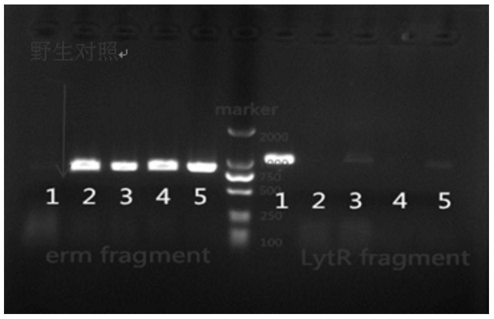 Streptococcus pneumoniae with lytr function deficiency, vaccine, preparation method and application thereof