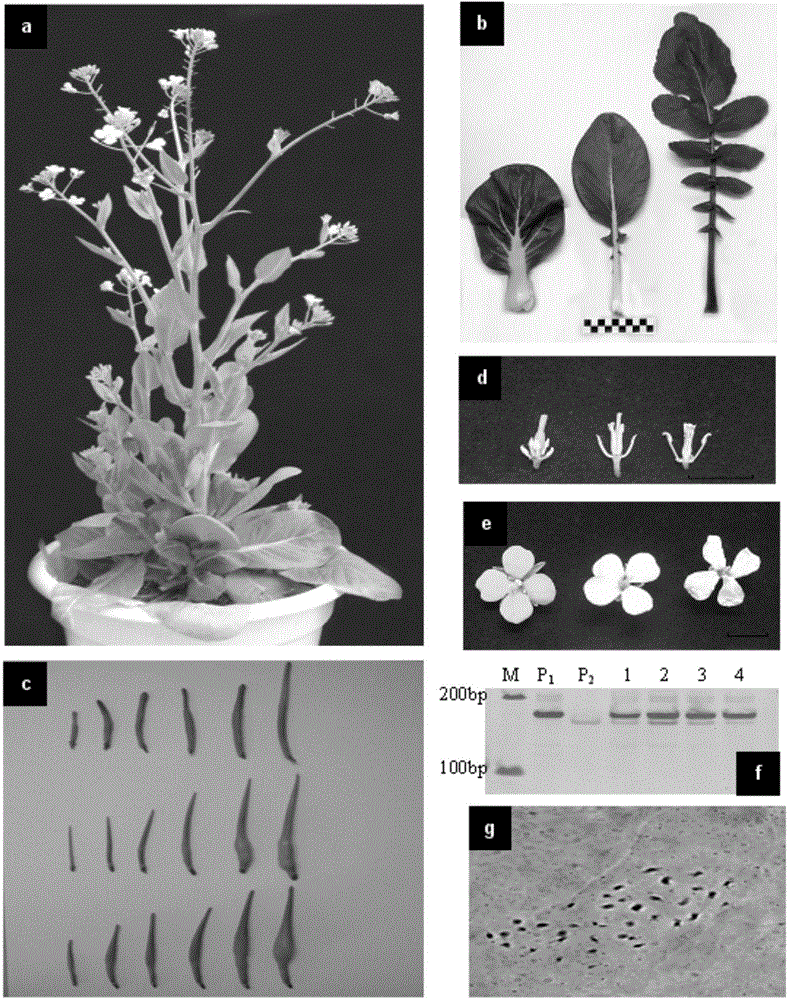 Novel germplasm creating method by distant hybridization of Brassica campestris ssp. chinensis Makino and Raphanus sativus