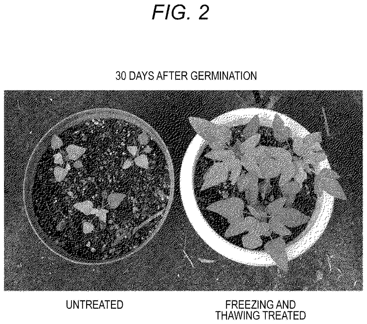 Method for enhancing plant characteristics and method for producing seedless fruit