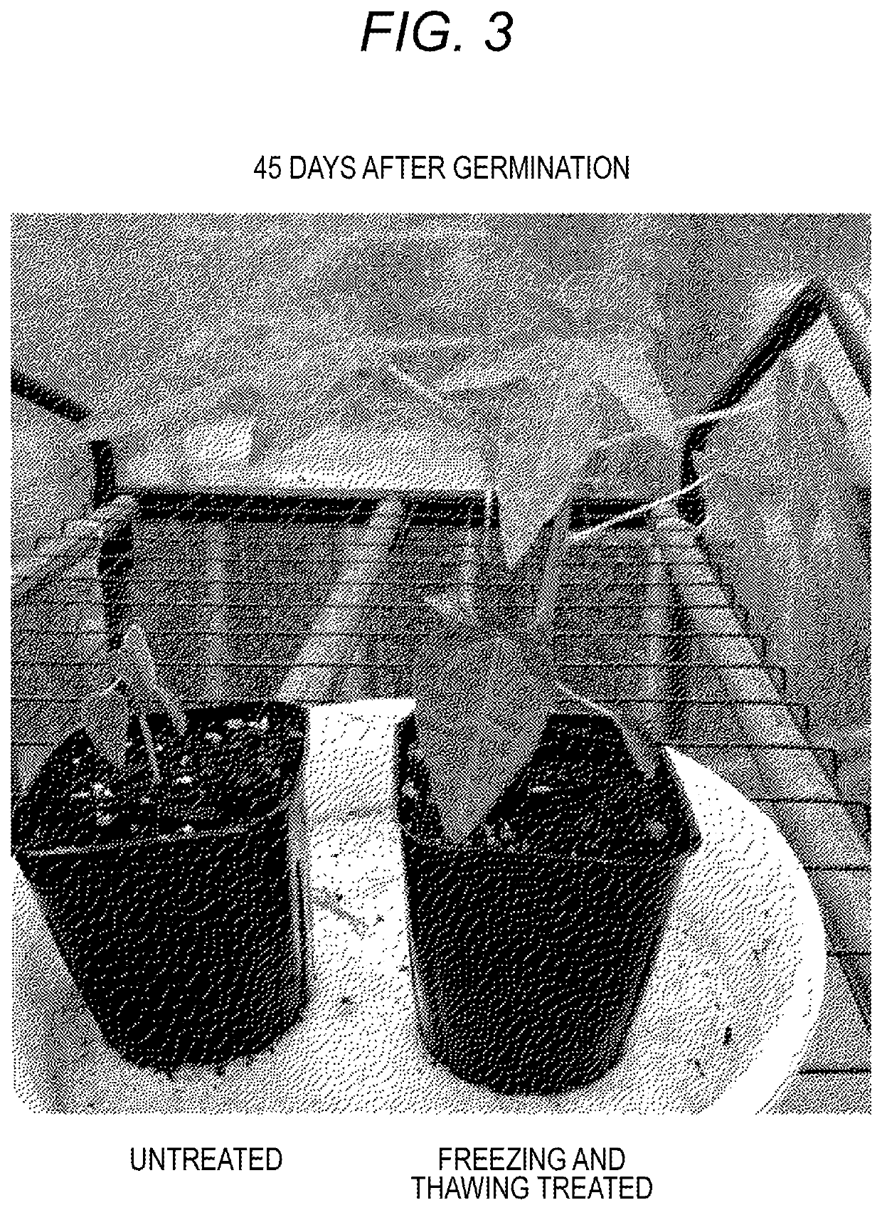 Method for enhancing plant characteristics and method for producing seedless fruit