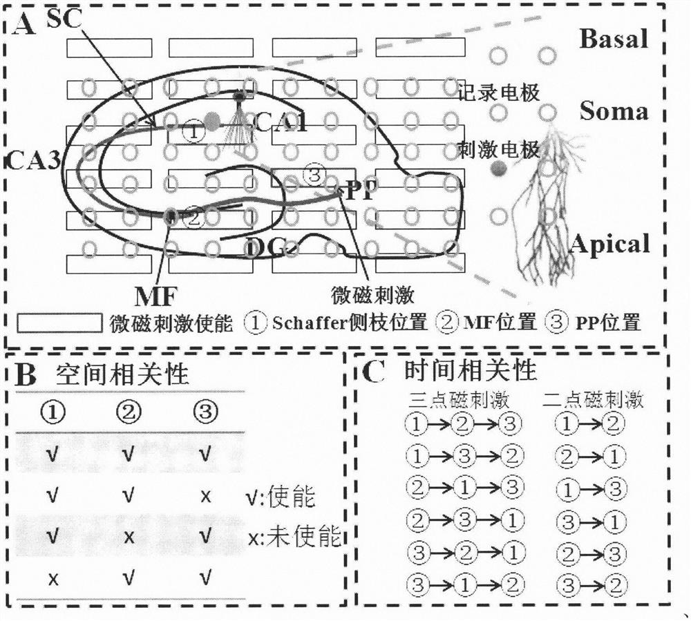 Array type in-vitro micro-magnetic stimulation device suitable for cell electrical activity regulation and control